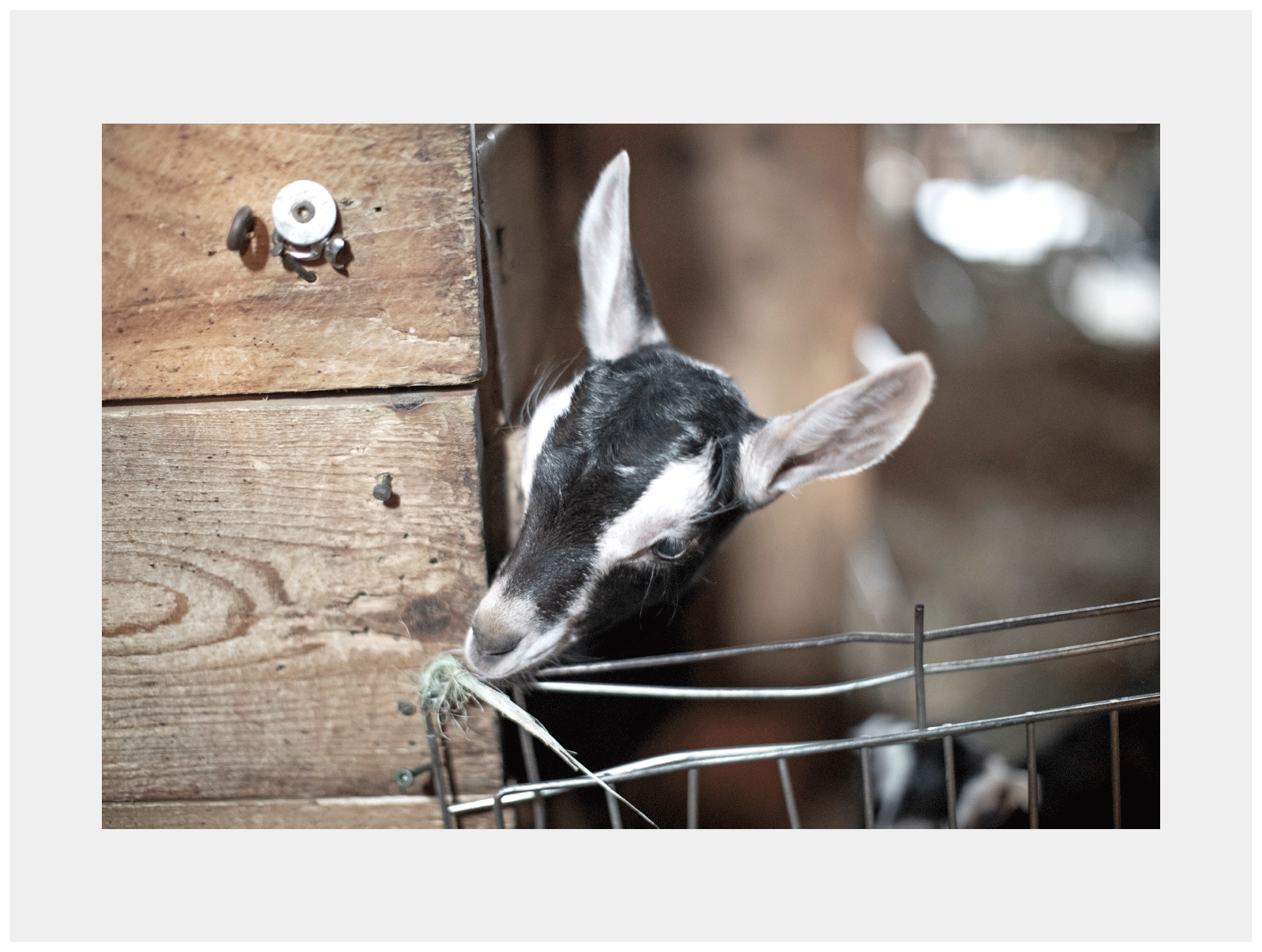 Goat, May 2025