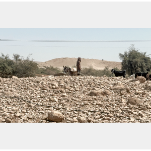 Settler with Herd, Ras ‘Ein al-’Auja, Jordan Valley, 2025