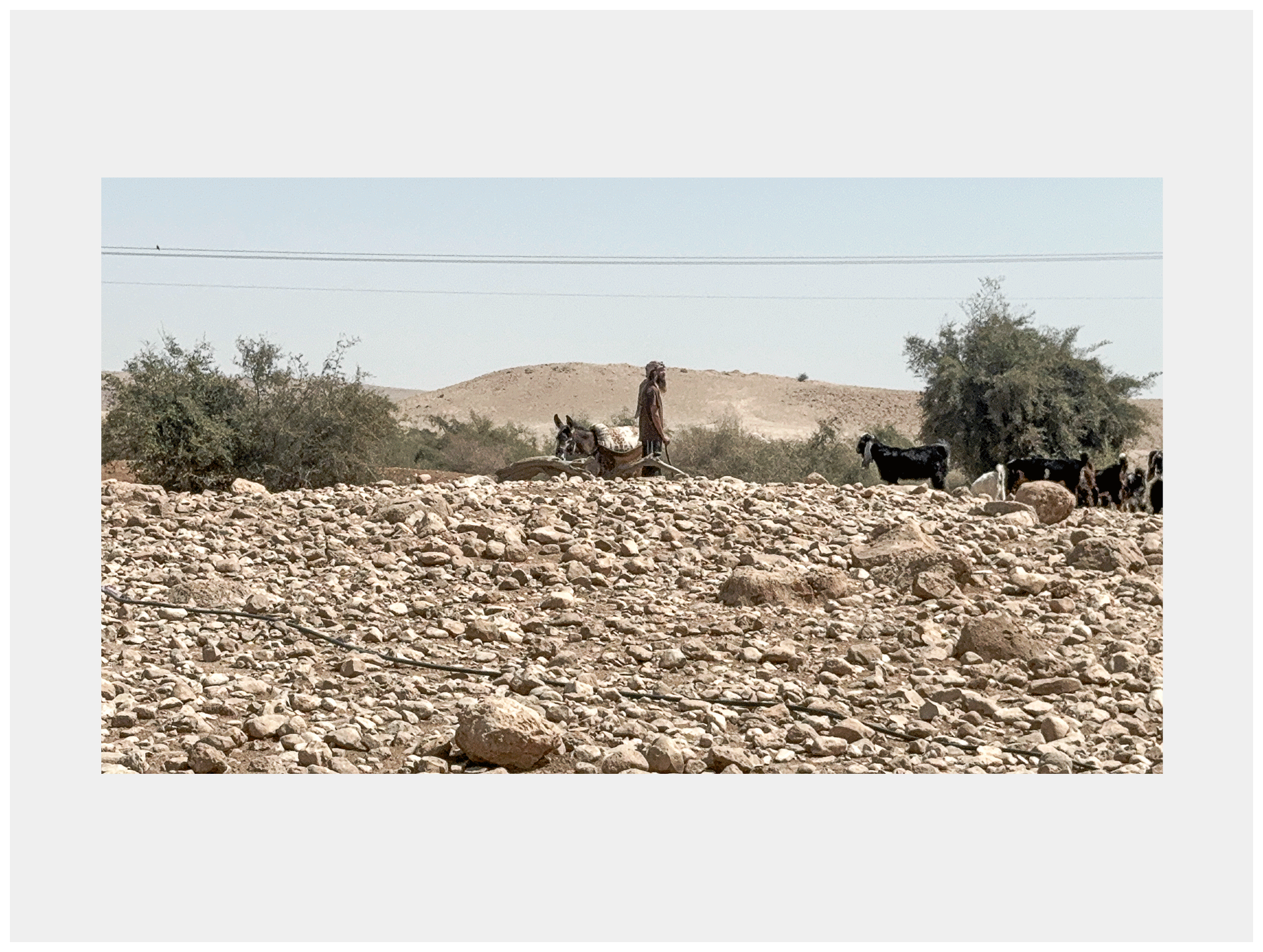 Settler with Herd, Ras ‘Ein al-’Auja, Jordan Valley, 2025
