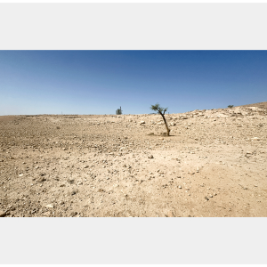 היופי של ראס עין אל־עוג'ה, ראס עין אל־עוג'ה, בקעת הירדן, 2025